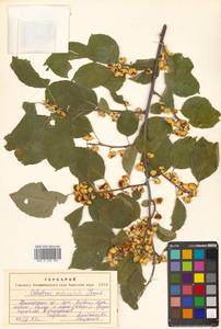 Celastrus orbiculatus Thunb., Siberia, Russian Far East (S6) (Russia)