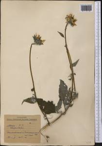 Asteraceae, America (AMER) (Mexico)