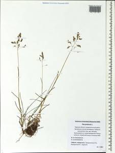Poa pratensis L., Eastern Europe, North-Western region (E2) (Russia)