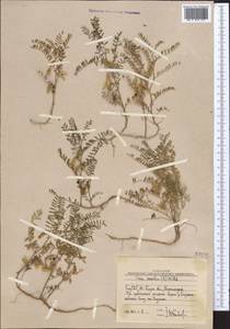 Vicia ervilia (L.)Willd., Middle Asia, Western Tian Shan & Karatau (M3) (Uzbekistan)