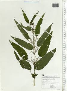 Urtica dioica subsp. pubescens (Ledeb.) Domin, Eastern Europe, North-Western region (E2) (Russia)