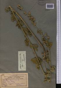 Althaea armeniaca Ten., Middle Asia, Northern & Central Tian Shan (M4) (Kazakhstan)