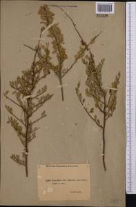 Spiraea hypericifolia L., Middle Asia, Northern & Central Kazakhstan (M10) (Kazakhstan)