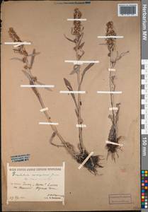 Omalotheca norvegica (Gunnerus) Sch. Bip. & F. W. Schultz, Siberia, Baikal & Transbaikal region (S4) (Russia)