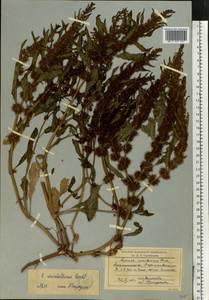 Rumex marschallianus Rchb., Eastern Europe, Lower Volga region (E9) (Russia)