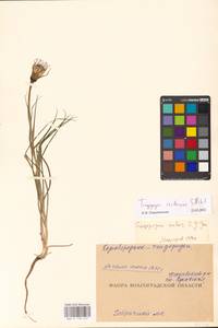 Tragopogon cretaceus Nikitin, Eastern Europe, Lower Volga region (E9) (Russia)