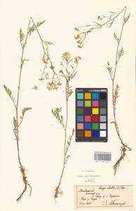 Rorippa sylvestris (L.) Besser, Eastern Europe, Moscow region (E4a) (Russia)