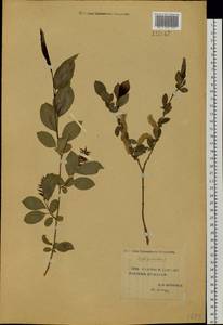 Salix pseudopentandra (Flod.) Flod., Siberia, Yakutia (S5) (Russia)