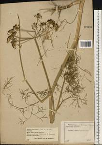 Anethum graveolens L., Eastern Europe, Central forest-and-steppe region (E6) (Russia)