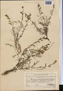 Linaria ramosa (Kar. & Kir.) Kuprian., Middle Asia, Muyunkumy, Balkhash & Betpak-Dala (M9) (Kazakhstan)