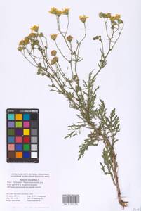 Jacobaea erucifolia subsp. erucifolia, Eastern Europe, Lower Volga region (E9) (Russia)