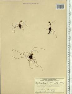 Saxifraga platysepala (Trautv.) Tolm., Siberia, Central Siberia (S3) (Russia)