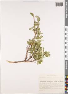 Lonicera microphylla Willd. ex Roem. & Schult., Siberia, Altai & Sayany Mountains (S2) (Russia)