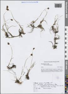 Carex enervis C.A.Mey., Siberia, Altai & Sayany Mountains (S2) (Russia)