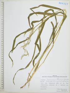 Calamagrostis purpurea (Trin.) Trin., Siberia, Russian Far East (S6) (Russia)