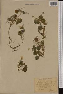 Ranunculus hederaceus L., Western Europe (EUR) (Germany)