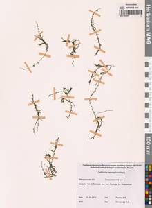 Callitriche hermaphroditica L., Siberia, Chukotka & Kamchatka (S7) (Russia)