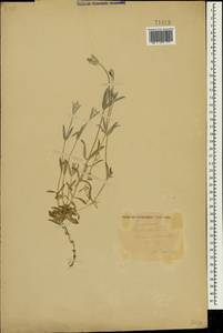 Cerastium biebersteinii DC., Crimea (KRYM) (Russia)