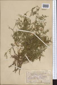 Vicia kokanica Regel & Schmalh., Middle Asia, Western Tian Shan & Karatau (M3) (Kazakhstan)
