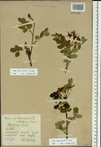 Rosa oxyacantha M. Bieb., Siberia, Altai & Sayany Mountains (S2) (Russia)