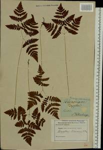 Gymnocarpium dryopteris (L.) Newman, Eastern Europe, North-Western region (E2) (Russia)