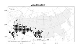 Vicia tenuifolia Roth, Atlas of the Russian Flora (FLORUS) (Russia)