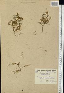 Sedum acre L., Eastern Europe, Moscow region (E4a) (Russia)
