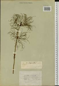 Equisetum sylvaticum L., Siberia, Western Siberia (S1) (Russia)