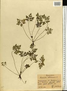 Geranium robertianum L., Eastern Europe, West Ukrainian region (E13) (Ukraine)