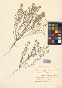 Meniocus linifolius (Stephan ex Willd.) DC., Eastern Europe, North Ukrainian region (E11) (Ukraine)