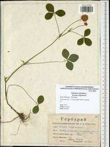 Trifolium hybridum L., Eastern Europe, Central region (E4) (Russia)