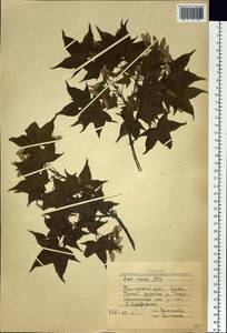 Acer pictum subsp. mono (Maxim.) H. Ohashi, Siberia, Russian Far East (S6) (Russia)