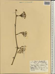 Kleinia kleinioides (Sch. Bip.) M. Taylor, Africa (AFR) (Ethiopia)