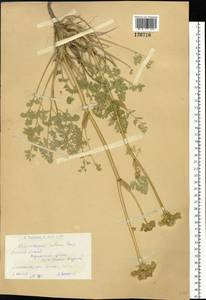 Phlojodicarpus villosus (Turcz. ex Fisch. & C. A. Mey.) Turcz. ex Ledeb., Siberia, Western (Kazakhstan) Altai Mountains (S2a) (Kazakhstan)