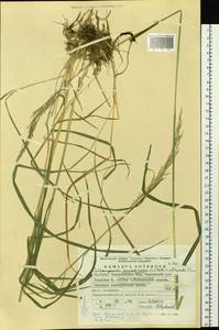 Calamagrostis arundinacea (L.) Roth, Eastern Europe, Eastern region (E10) (Russia)