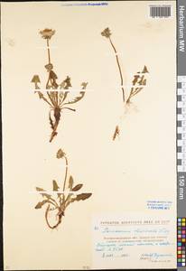 Taraxacum officinale Weber ex F. H. Wigg., Eastern Europe, North Ukrainian region (E11) (Ukraine)