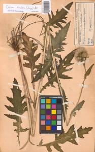 Cirsium rivulare (Jacq.) All., Eastern Europe, Moscow region (E4a) (Russia)