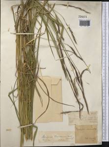 Elymus uralensis (Nevski) Tzvelev, Middle Asia, Dzungarian Alatau & Tarbagatai (M5) (Kazakhstan)
