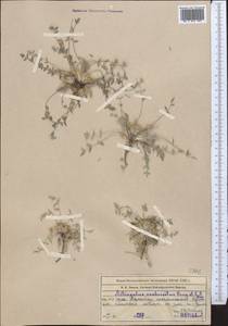Astragalus scabrisetus Bong., Middle Asia, Western Tian Shan & Karatau (M3) (Kazakhstan)