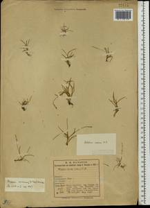 Phippsia concinna (Th.Fr.) Lindeb., Eastern Europe, Northern region (E1) (Russia)