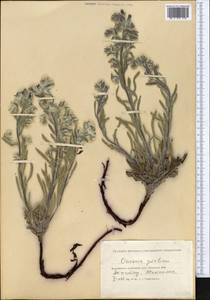 Onosma borysthenica Klokov, Middle Asia, Caspian Ustyurt & Northern Aralia (M8) (Kazakhstan)
