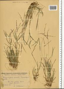 Digitaria ischaemum (Schreb.) Muhl., Eastern Europe, Central region (E4) (Russia)