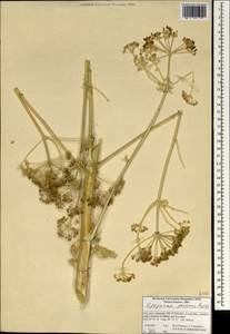 Opopanax persicus Boiss., South Asia, South Asia (Asia outside ex-Soviet states and Mongolia) (ASIA) (Iran)