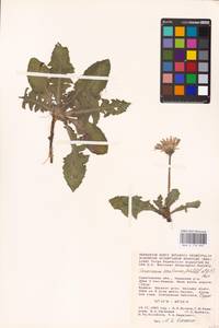 Taraxacum serotinum (Waldst. & Kit.) Poir., Eastern Europe, Lower Volga region (E9) (Russia)