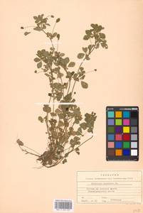 Medicago lupulina L., Eastern Europe, Moscow region (E4a) (Russia)