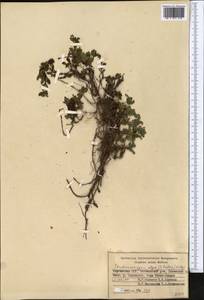 Stephanocaryum olgae (B. Fedtsch.) Popov, Middle Asia, Western Tian Shan & Karatau (M3) (Kyrgyzstan)