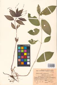 Mercurialis perennis L., Eastern Europe, Moscow region (E4a) (Russia)