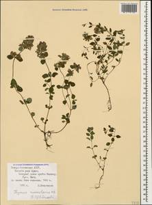 Thymus nummularius M.Bieb., Caucasus, North Ossetia, Ingushetia & Chechnya (K1c) (Russia)