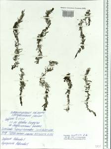 Utricularia ×australis R. Br., Eastern Europe, Central region (E4) (Russia)