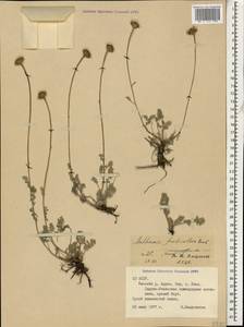 Archanthemis fruticulosa (M. Bieb.) Lo Presti & Oberpr., Caucasus, North Ossetia, Ingushetia & Chechnya (K1c) (Russia)